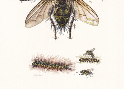 1960 TACHINID FLY Print - Vintage Insect Print - Insect Wall Art - Bugs Print - Vintage Entomology Print - 7.5 x 10.6 Inches