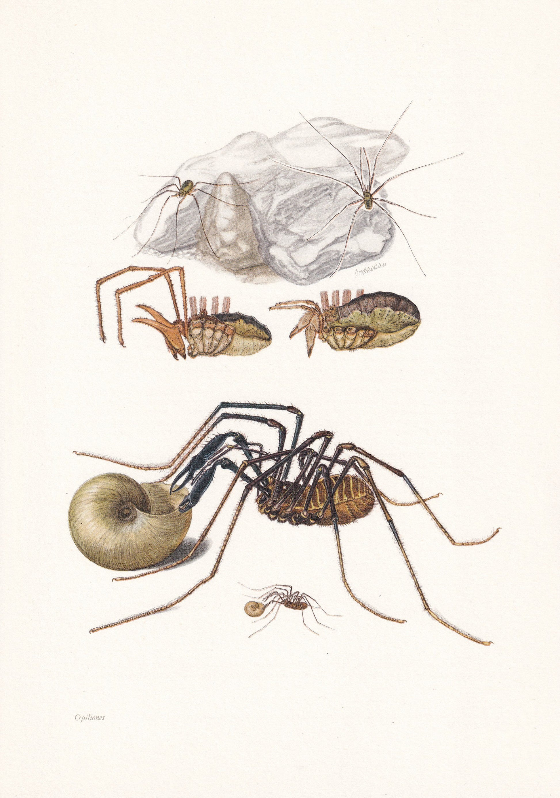 1960 HARVEST SPIDER Print - Vintage Insect Print - Insect Wall Art - Daddy Longlegs Print - Vintage Entomology Print - 7.5 x 