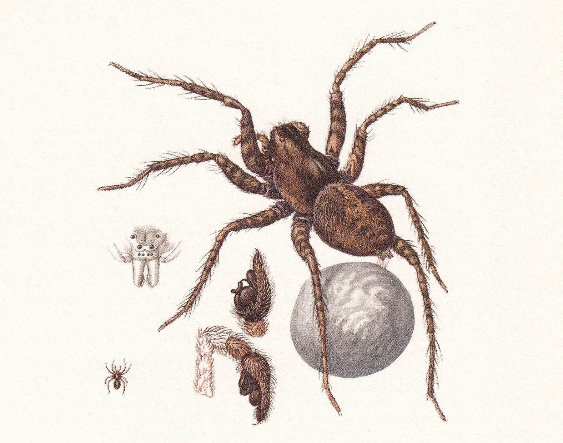 1960 WOLF SPIDER & Zebra Spider Print - Vintage Insect Print - Insect Wall Art - Arachnid Print - Vintage Entomology Print - 