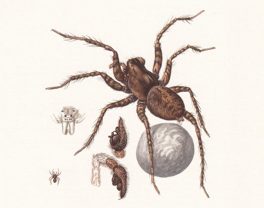 1960 WOLF SPIDER & Zebra Spider Print - Vintage Insect Print - Insect Wall Art - Arachnid Print - Vintage Entomology Print - 
