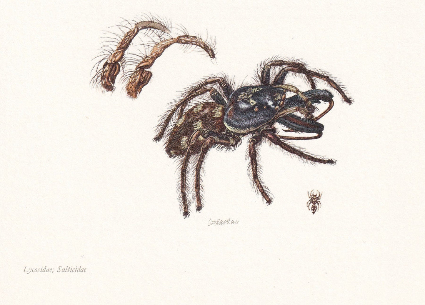1960 WOLF SPIDER & Zebra Spider Print - Vintage Insect Print - Insect Wall Art - Arachnid Print - Vintage Entomology Print - 