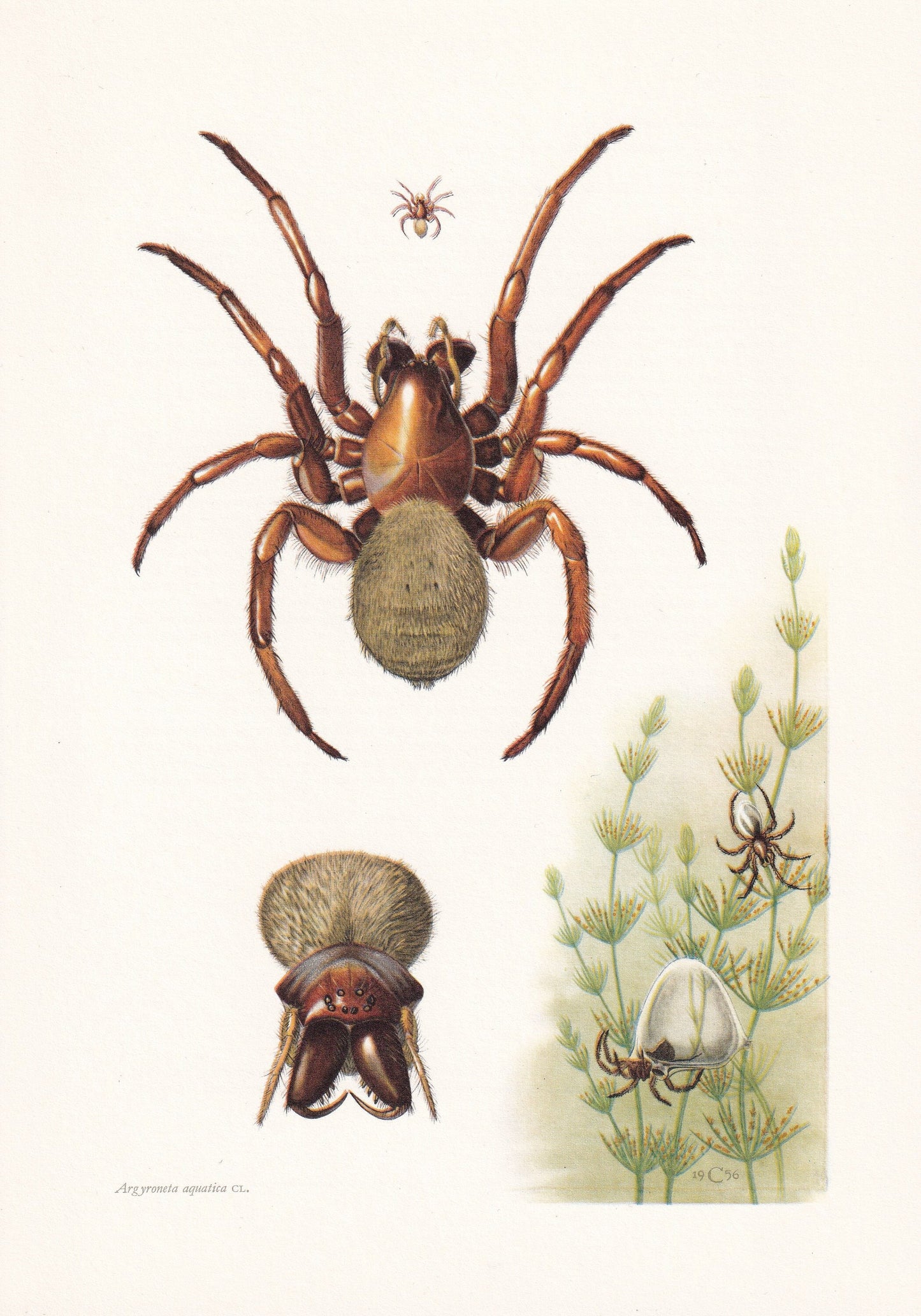 1960 DIVING BELL SPIDER Print - Vintage Insect Print - Insect Wall Art - Arachnid Print - Vintage Entomology Print - 7.5 x 10