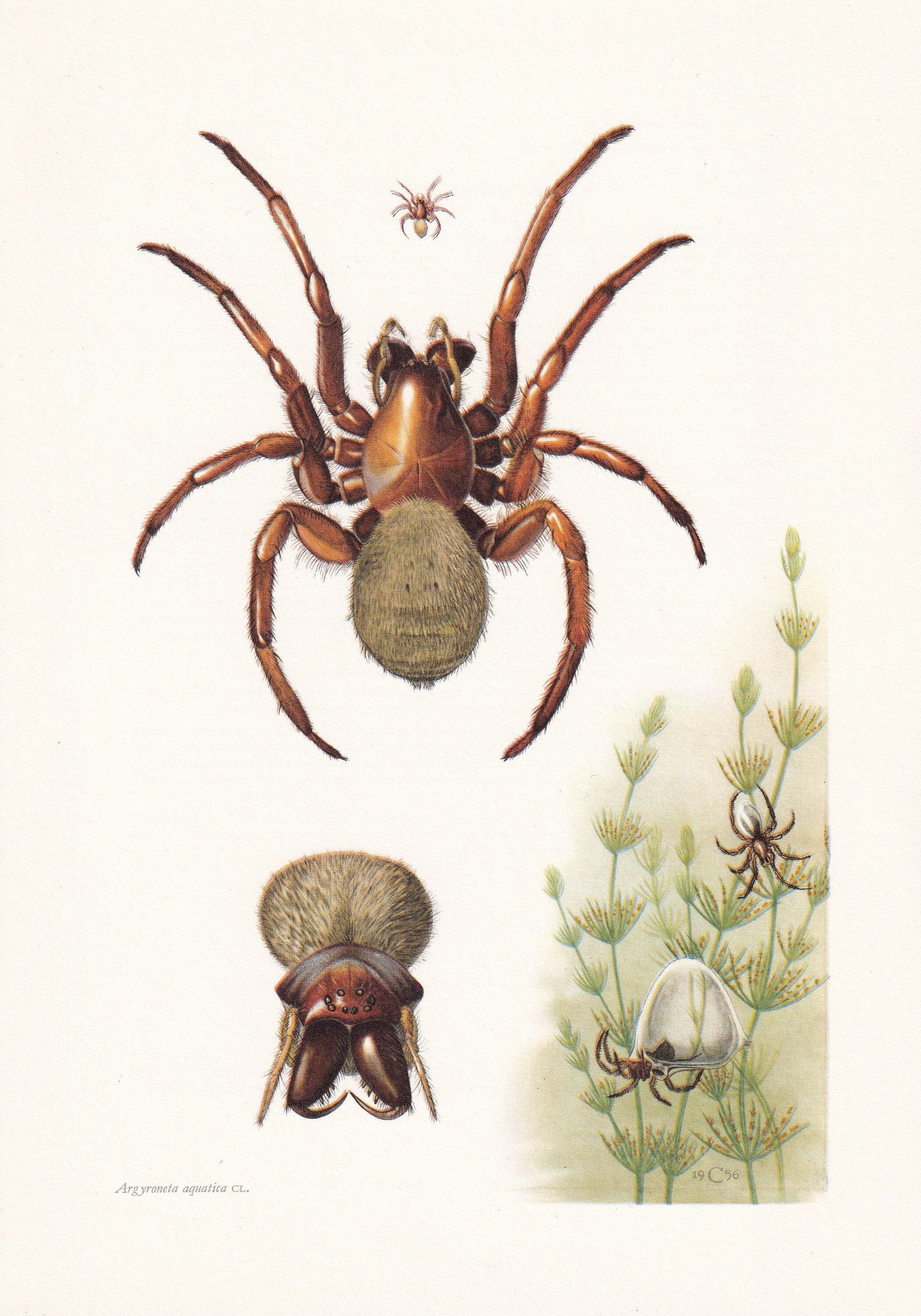 1960 DIVING BELL SPIDER Print - Vintage Insect Print - Insect Wall Art - Arachnid Print - Vintage Entomology Print - 7.5 x 10