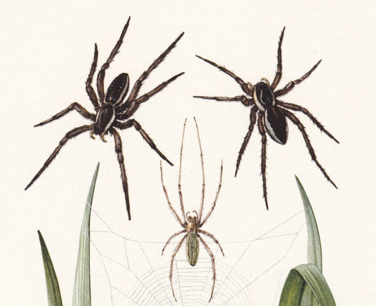 1960 RAFT SPIDER Print - Vintage Insect Print - Insect Wall Art - Arachnid Print - Vintage Entomology Print - 7.5 x 10.6 Inch