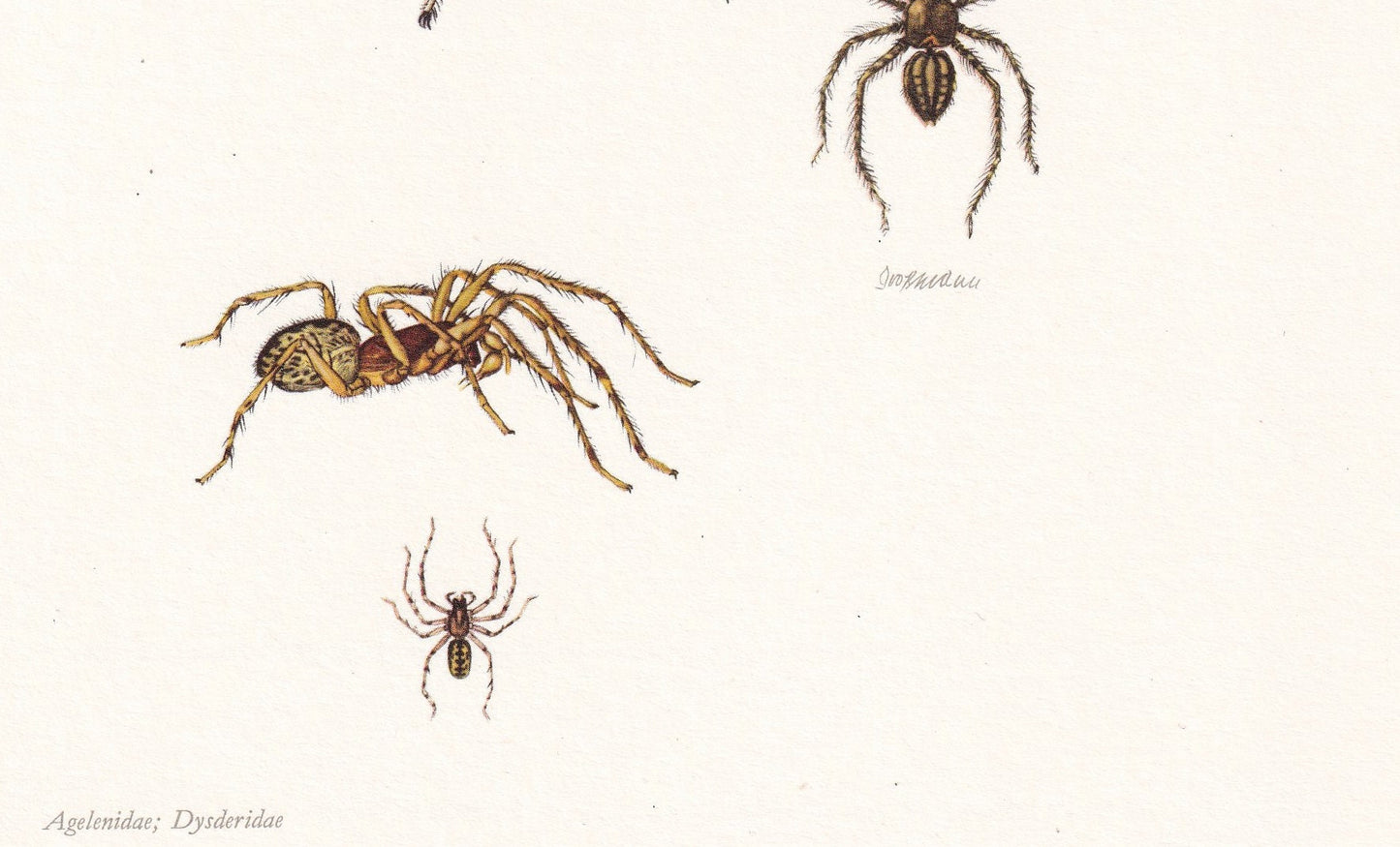 1960 HOUSE SPIDER Print - Vintage Insect Print - Insect Wall Art - Arachnid Print - Vintage Entomology Print - 7.5 x 10.6 Inc