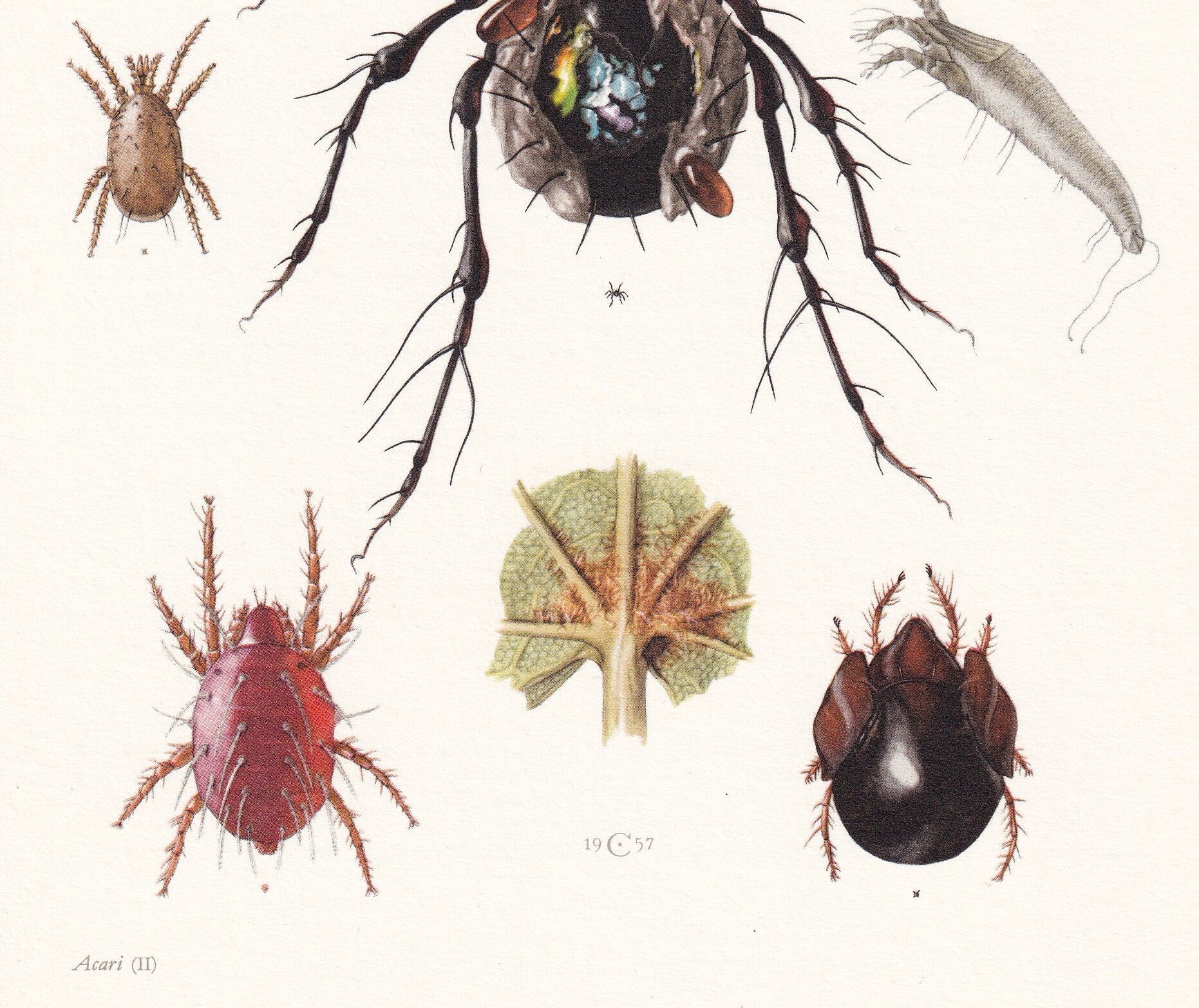 1960 SPIDER MITE & Cheese Mite, Flour Mite Print - Vintage Insect Print - Insect Wall Art - Vintage Entomology Print - 7.5 x 