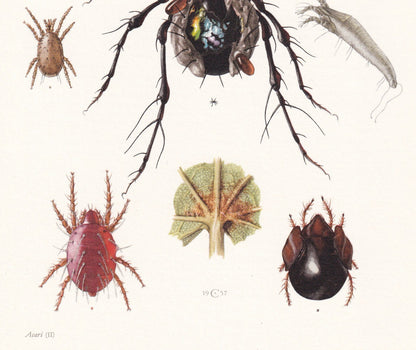 1960 SPIDER MITE & Cheese Mite, Flour Mite Print - Vintage Insect Print - Insect Wall Art - Vintage Entomology Print - 7.5 x 