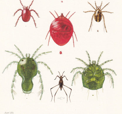 1960 WATER MITE Print - Hydrachnidia - Vintage Insect Print - Insect Wall Art - Vintage Entomology Print - 7.5 x 10.6 Inches