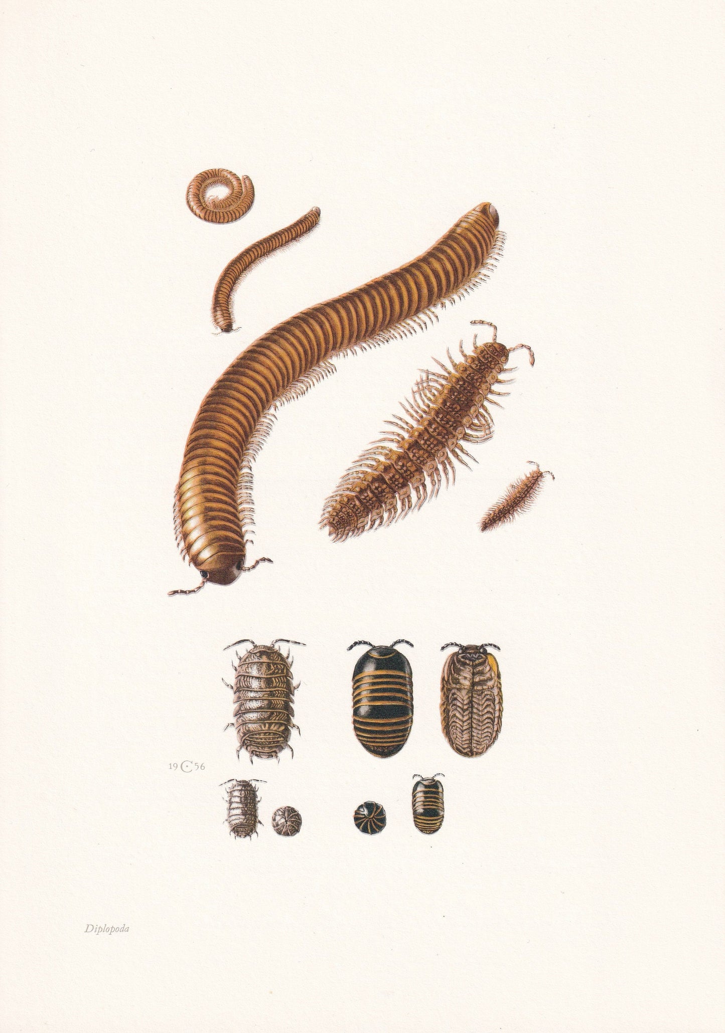 1960 MILLIPEDE & WOODLICE Print - Vintage Insect - Insect Wall Art - Vintage Entomology Print - 7.5 x 10.6 Inches