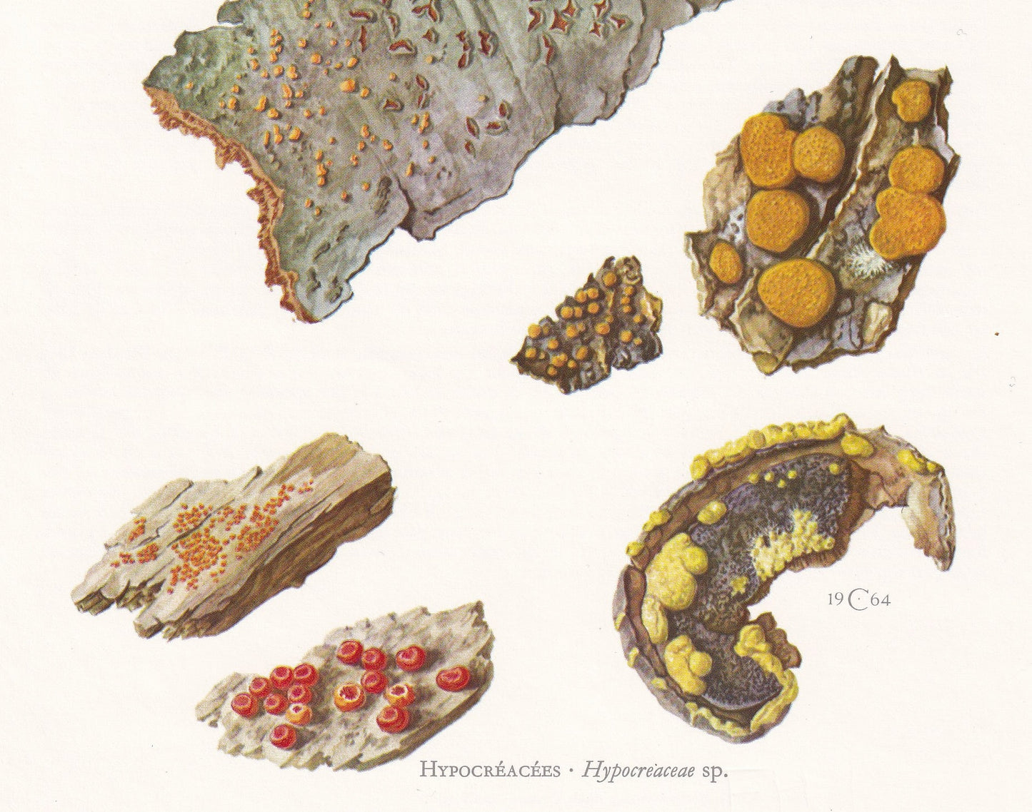 1960s HYPOCREACEAE FUNGUS Print - Mushroom Wall Art - Fungi Illustration - Cottagecore - Mushroom Decor - 7.5 x 10.6 Inches