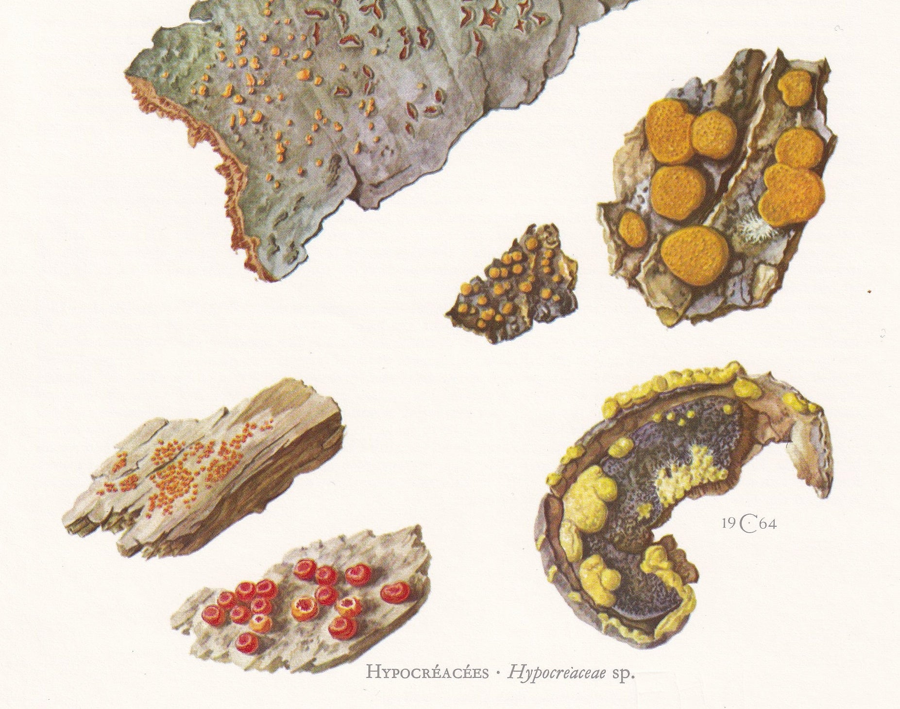 1960s HYPOCREACEAE FUNGUS Print - Mushroom Wall Art - Fungi Illustration - Cottagecore - Mushroom Decor - 7.5 x 10.6 Inches