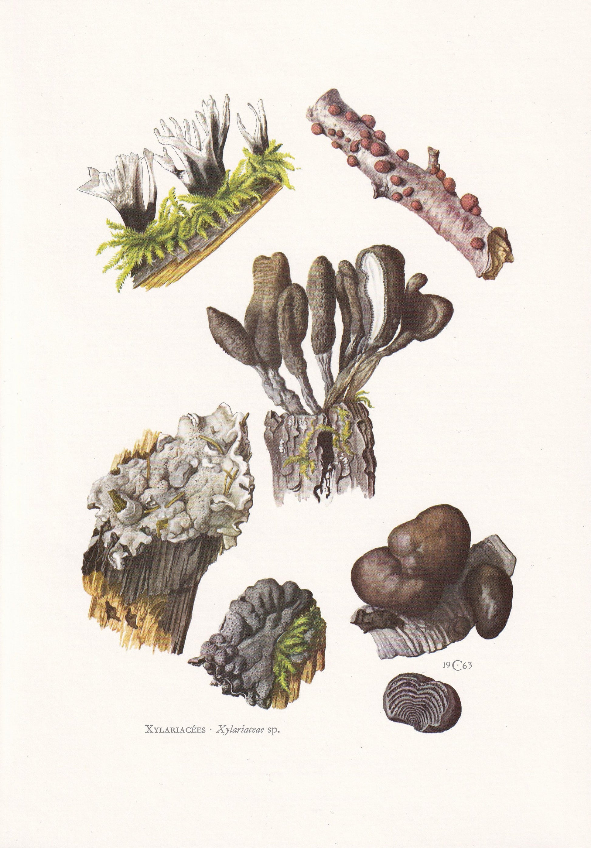 1960s DEAD MAN'S FINGERS Fungus Print - Mushroom Wall Art - Fungi Illustration - Cottagecore - Mushroom Decor - 7.5 x 10.6 Inches