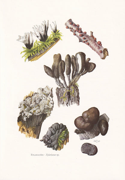 1960s DEAD MAN'S FINGERS Fungus Print - Mushroom Wall Art - Fungi Illustration - Cottagecore - Mushroom Decor - 7.5 x 10.6 Inches