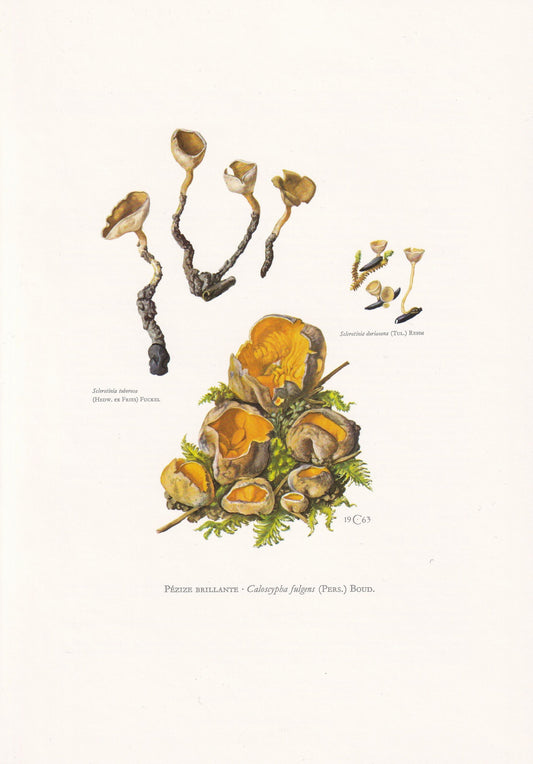 1960s CALOSCYPHA FULGENS FUNGUS Print - Mushroom Wall Art - Fungi Illustration - Cottagecore - Mushroom Decor - 7.5 x 10.6 Inches