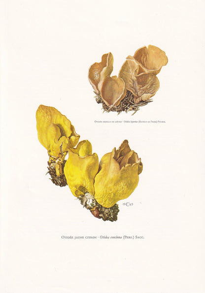 1960s OTIDEA CONCINNA Print - Mushroom Wall Art - Fungi Illustration - Cottagecore - Mushroom Decor - 7.5 x 10.6 Inches