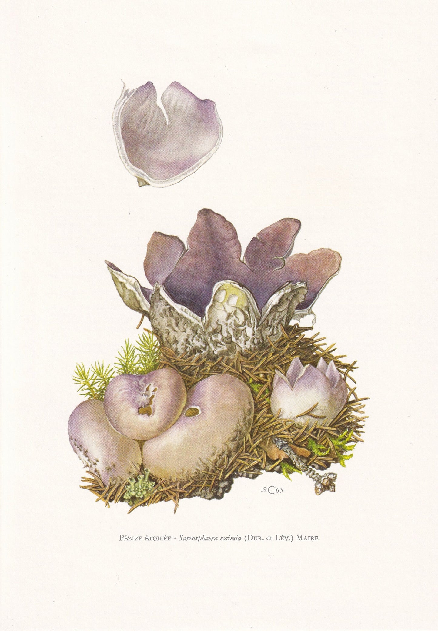 1960s SARCOSPHAERA CORONARIA Print - Mushroom Wall Art - Fungi Illustration - Cottagecore - Mushroom Decor - 7.5 x 10.6 Inches