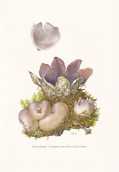 1960s SARCOSPHAERA CORONARIA Print - Mushroom Wall Art - Fungi Illustration - Cottagecore - Mushroom Decor - 7.5 x 10.6 Inches