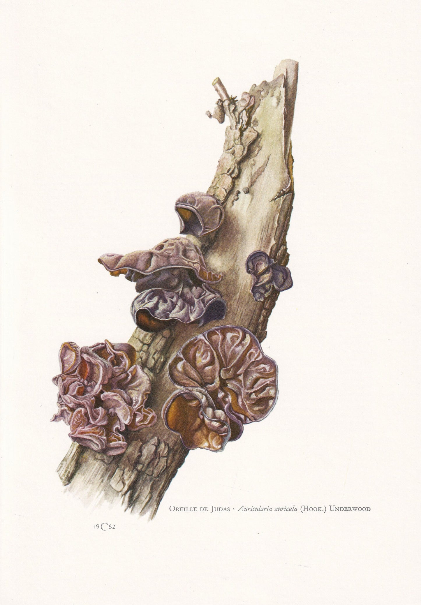 1960s JELLY EAR FUNGUS Print - Auricularia auricula-judae - Fungi Illustration - Cottagecore - Mushroom Decor - 7.5 x 10.6 Inches