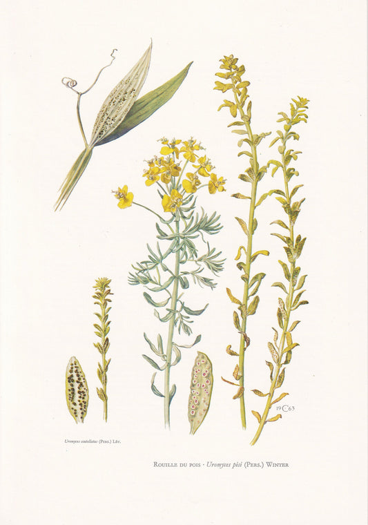 1960s UROMYCES PISI-SATIVI Print - Fungi Wall Art - Fungi Illustration - Cottagecore - Mushroom Decor - 7.5 x 10.6 Inches