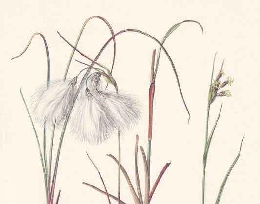 1960 COTTONGRASS Print - Botanical Print - Flower Print - Flower Wall Art - Vintage Plant Print - 7.5 x 10.6 Inches