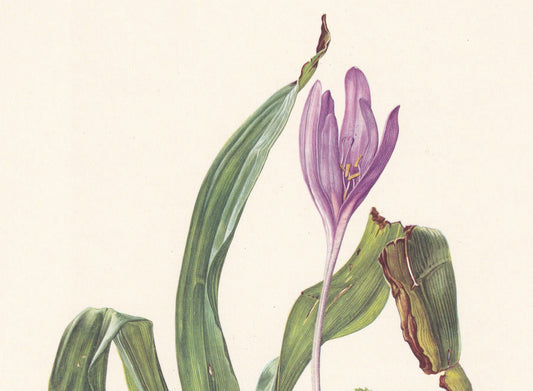 1960 AUTUMN CROCUS Print - Botanical Print - Flower Print - Flower Wall Art - Vintage Plant Print - 7.5 x 10.6 Inches