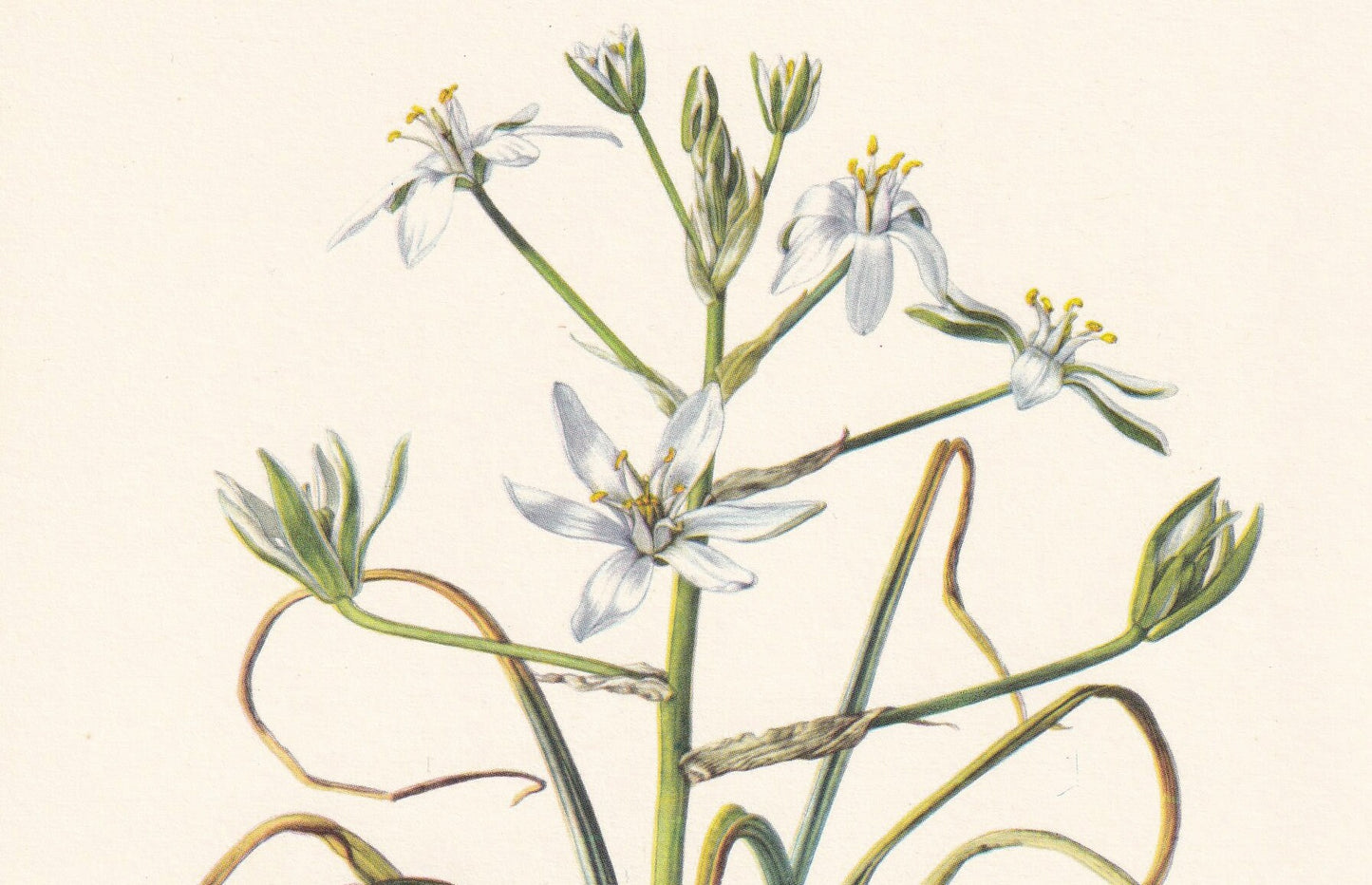 1960 GRASS LILY Print - Botanical Print - Flower Print - Flower Wall Art - Vintage Plant Print - 7.5 x 10.6 Inches