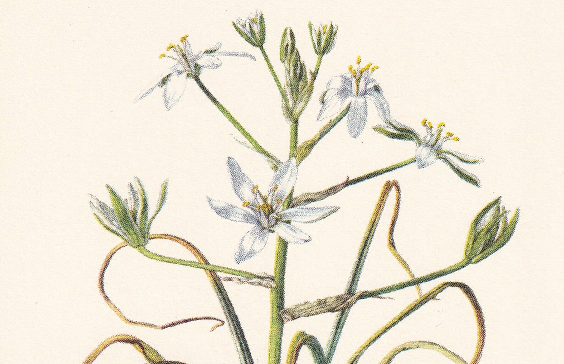 1960 GRASS LILY Print - Botanical Print - Flower Print - Flower Wall Art - Vintage Plant Print - 7.5 x 10.6 Inches