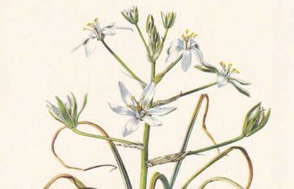 1960 GRASS LILY Print - Botanical Print - Flower Print - Flower Wall Art - Vintage Plant Print - 7.5 x 10.6 Inches