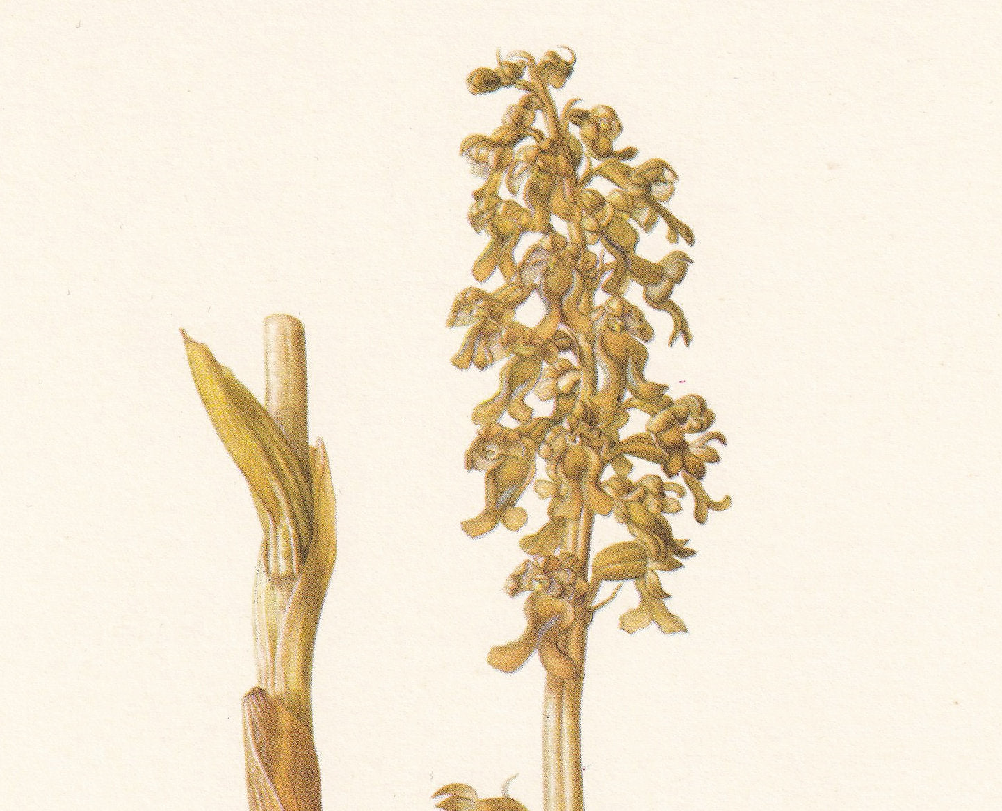 1960 BIRD'S-NEST ORCHID Print - Botanical Print - Flower Print - Flower Wall Art - Vintage Flower & Plant Print - 7.5 x 10.6 