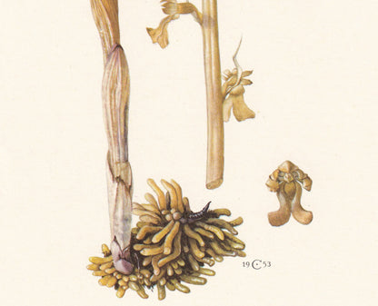 1960 BIRD'S-NEST ORCHID Print - Botanical Print - Flower Print - Flower Wall Art - Vintage Flower & Plant Print - 7.5 x 10.6 