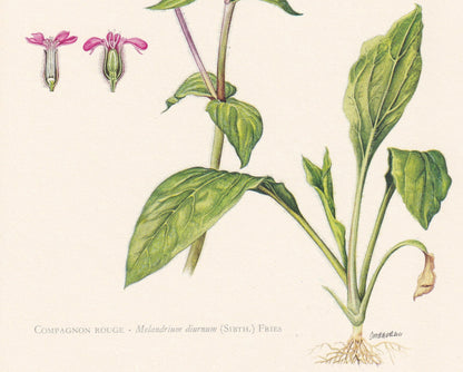 1960 RED CAMPION Print - Botanical Print - Flower Print - Flower Wall Art - Vintage Plant Print - 7.5 x 10.6 Inches