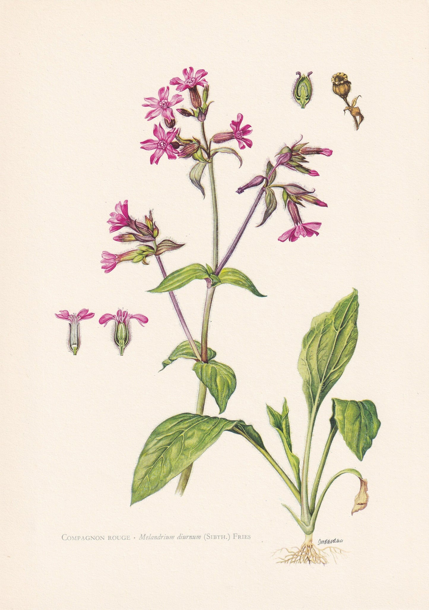 1960 RED CAMPION Print - Botanical Print - Flower Print - Flower Wall Art - Vintage Plant Print - 7.5 x 10.6 Inches
