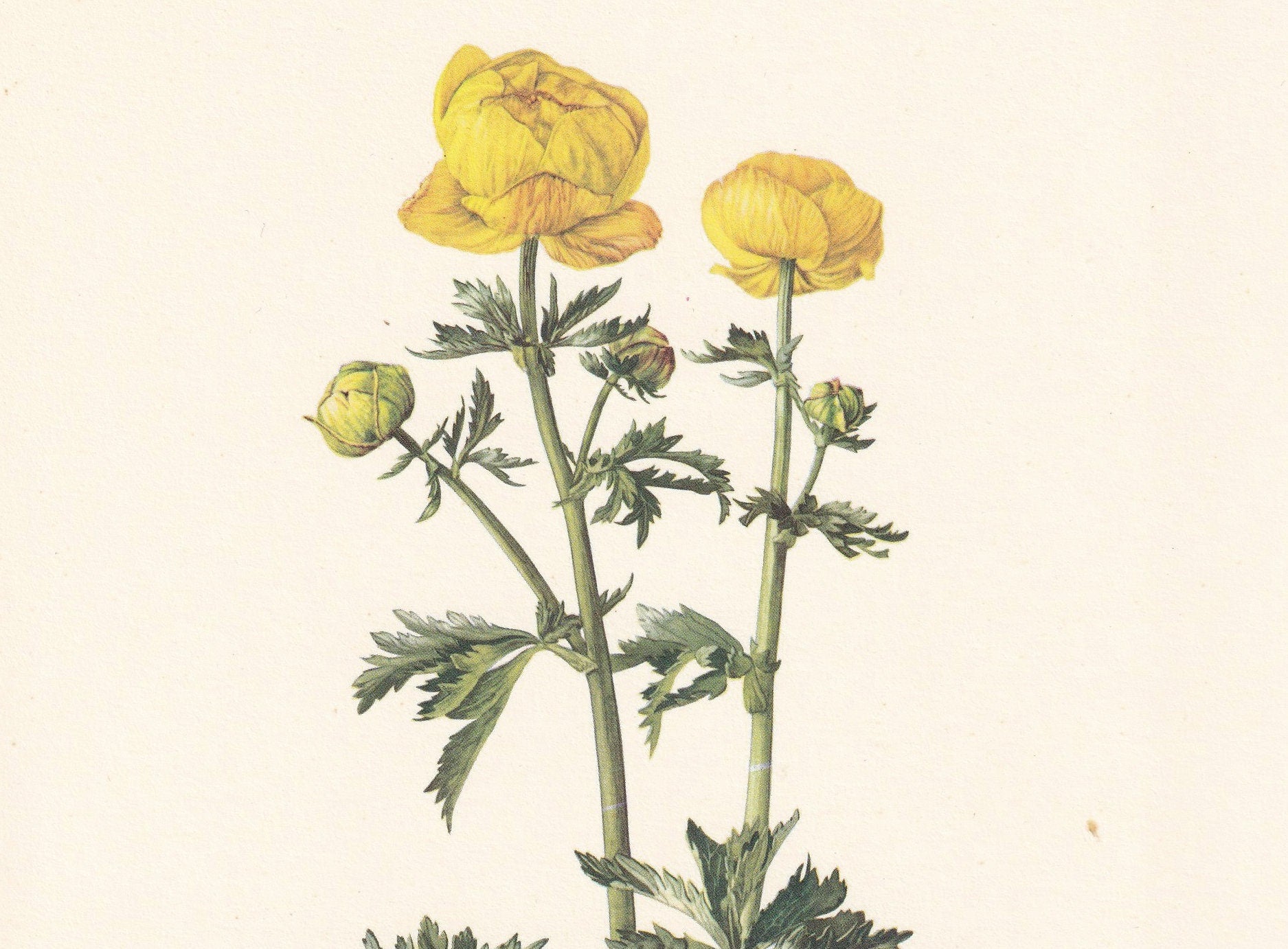 1960 GLOBEFLOWER Print - Botanical Print - Flower Print - Flower Wall Art - Vintage Plant Print - 7.5 x 10.6 Inches