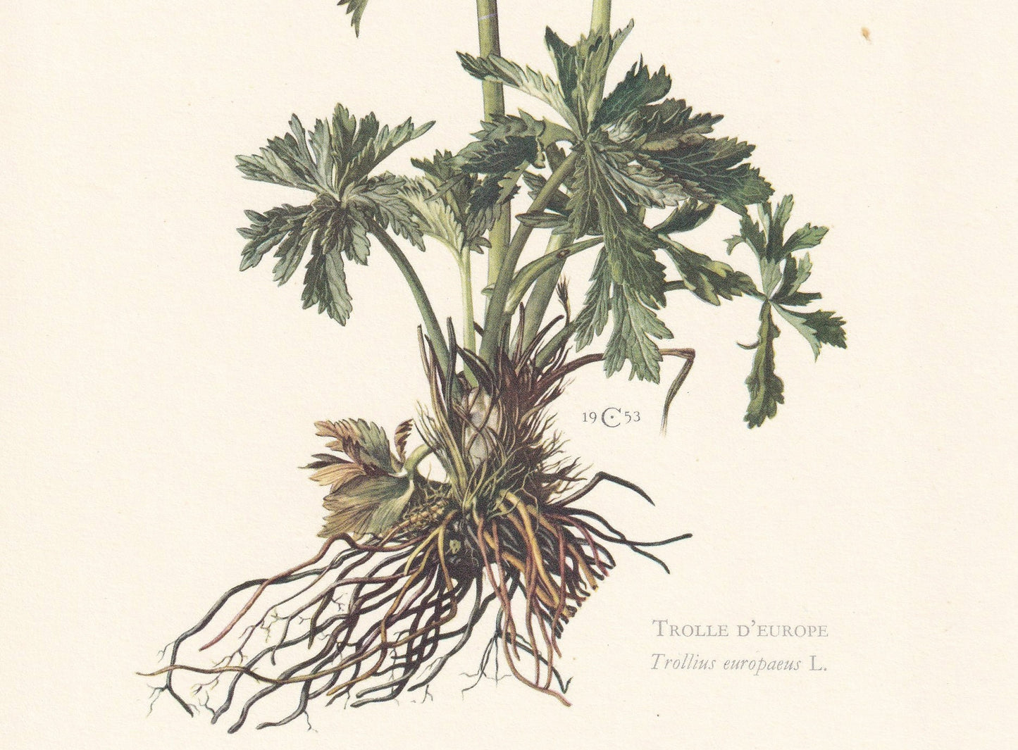 1960 GLOBEFLOWER Print - Botanical Print - Flower Print - Flower Wall Art - Vintage Plant Print - 7.5 x 10.6 Inches