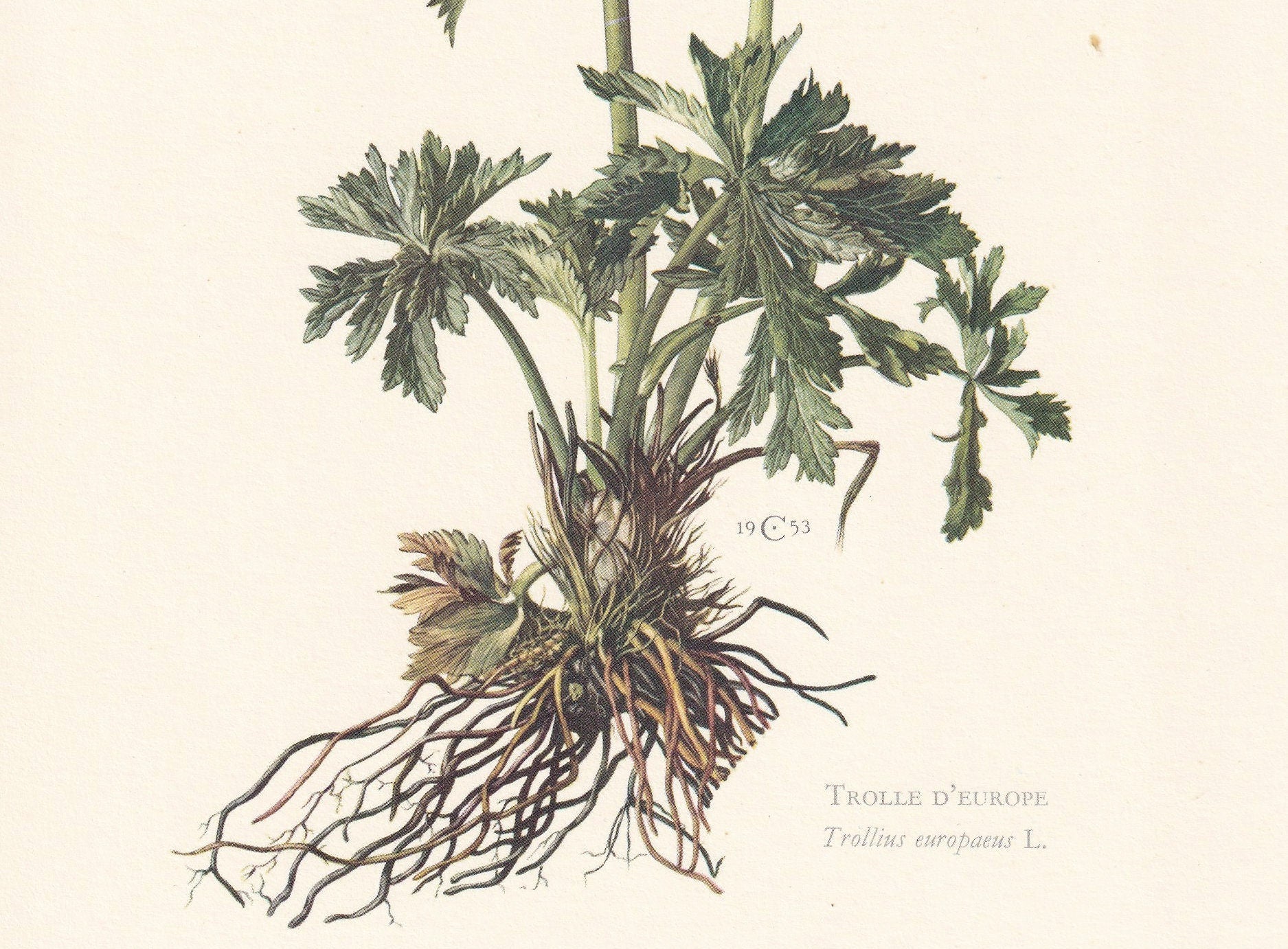 1960 GLOBEFLOWER Print - Botanical Print - Flower Print - Flower Wall Art - Vintage Plant Print - 7.5 x 10.6 Inches