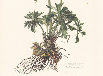 1960 GLOBEFLOWER Print - Botanical Print - Flower Print - Flower Wall Art - Vintage Plant Print - 7.5 x 10.6 Inches