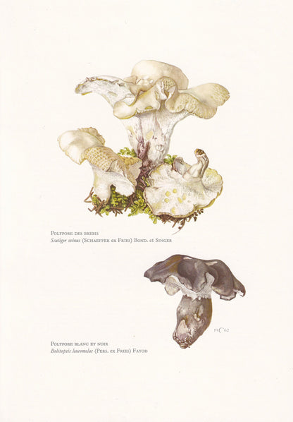1960s SHEEP POLYPHORE FUNGUS Print - Mushroom Wall Art - Mushroom illustration - Cottagecore - Mushroom Decor - 7.5 x 10.6 Inches
