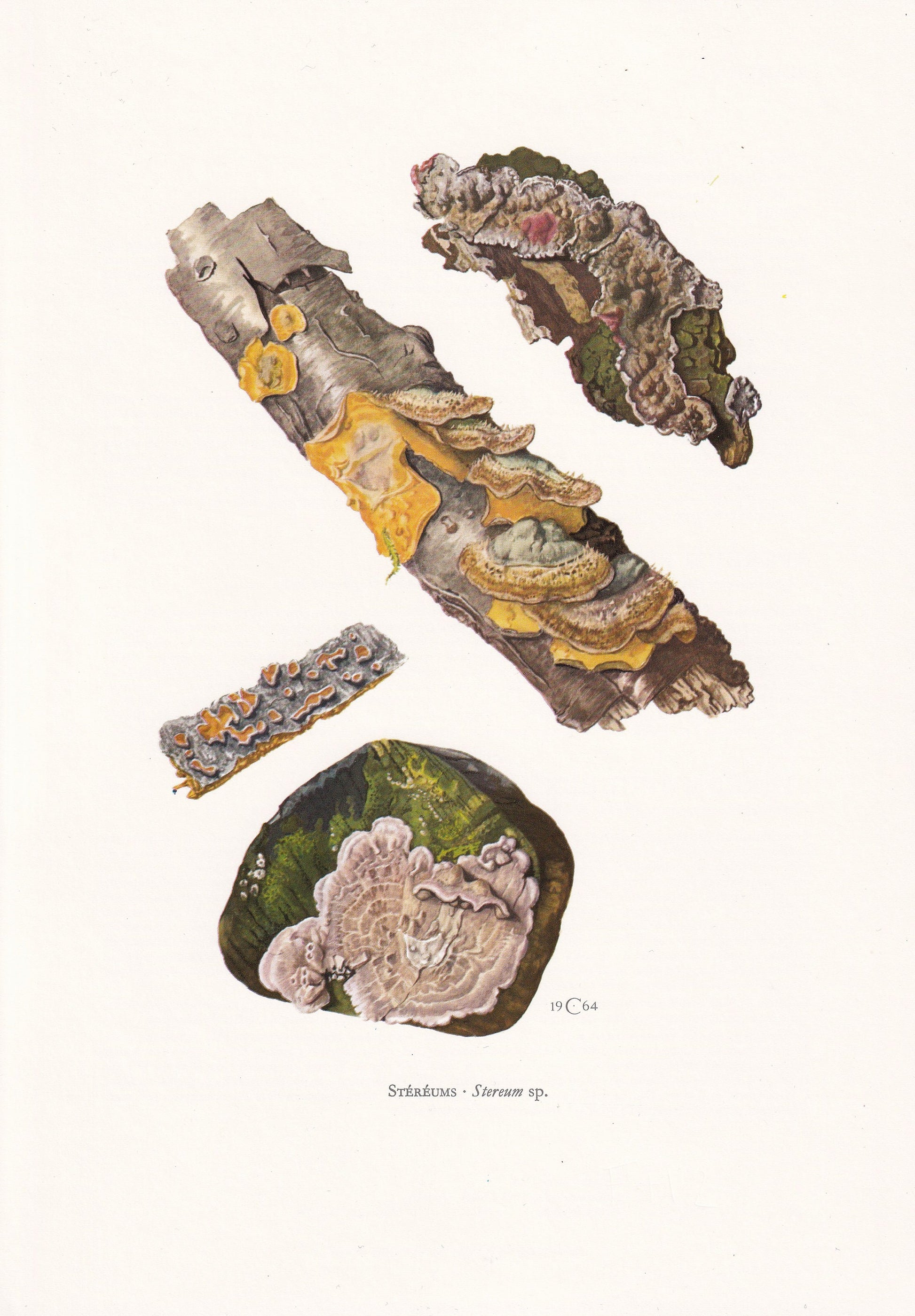 1960s STEREUM FUNGUS Print - Mushroom Wall Art - Mushroom Illustration - Cottagecore - Mushroom Decor - 7.5 x 10.6 Inches