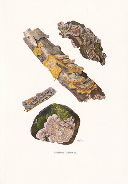 1960s STEREUM FUNGUS Print - Mushroom Wall Art - Mushroom Illustration - Cottagecore - Mushroom Decor - 7.5 x 10.6 Inches