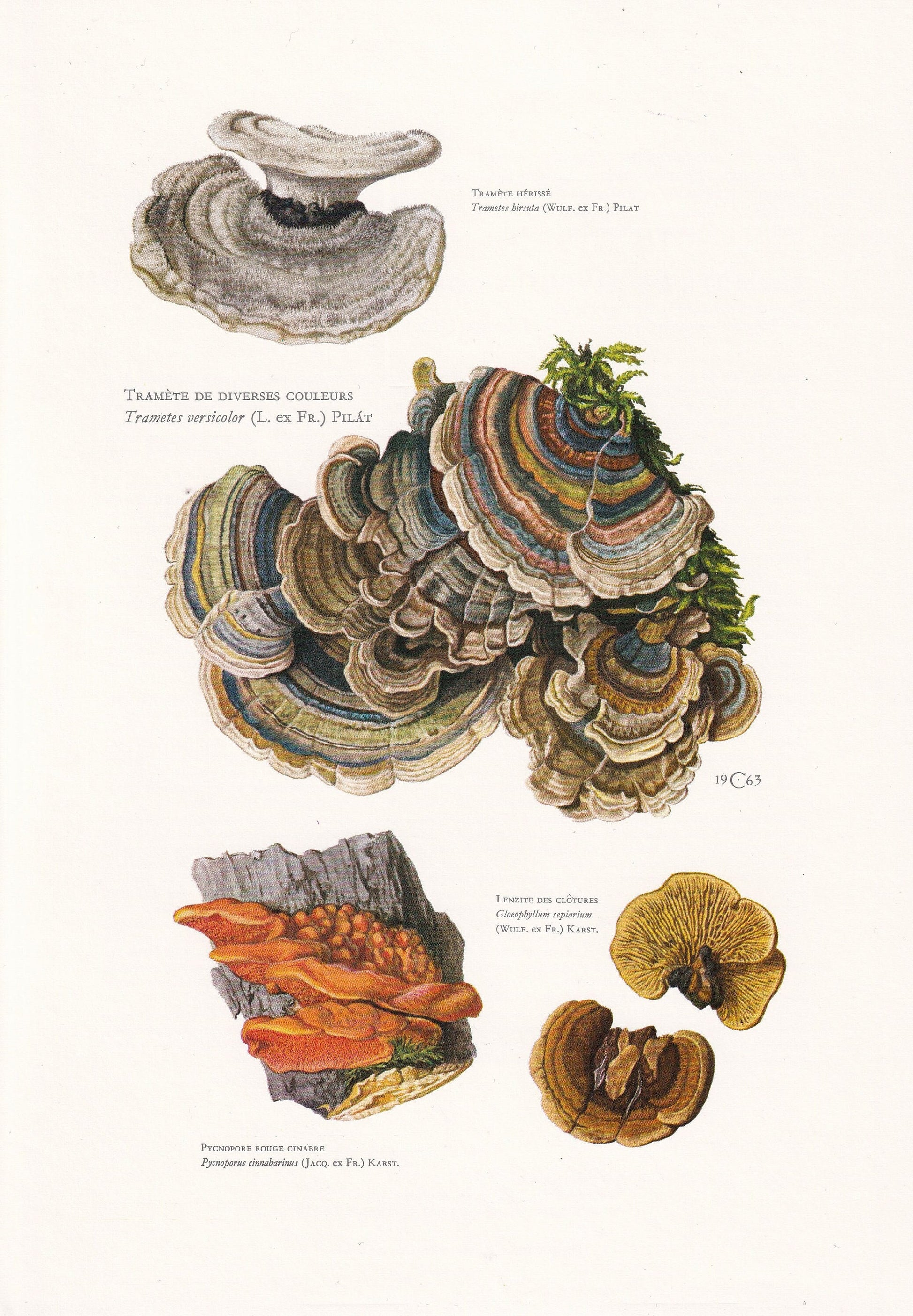 1960s TURKEY TAIL FUNGUS Print - Mushroom Wall Art - Trametes versicolor - Cottagecore - Mushroom Decor - 7.5 x 10.6 Inches