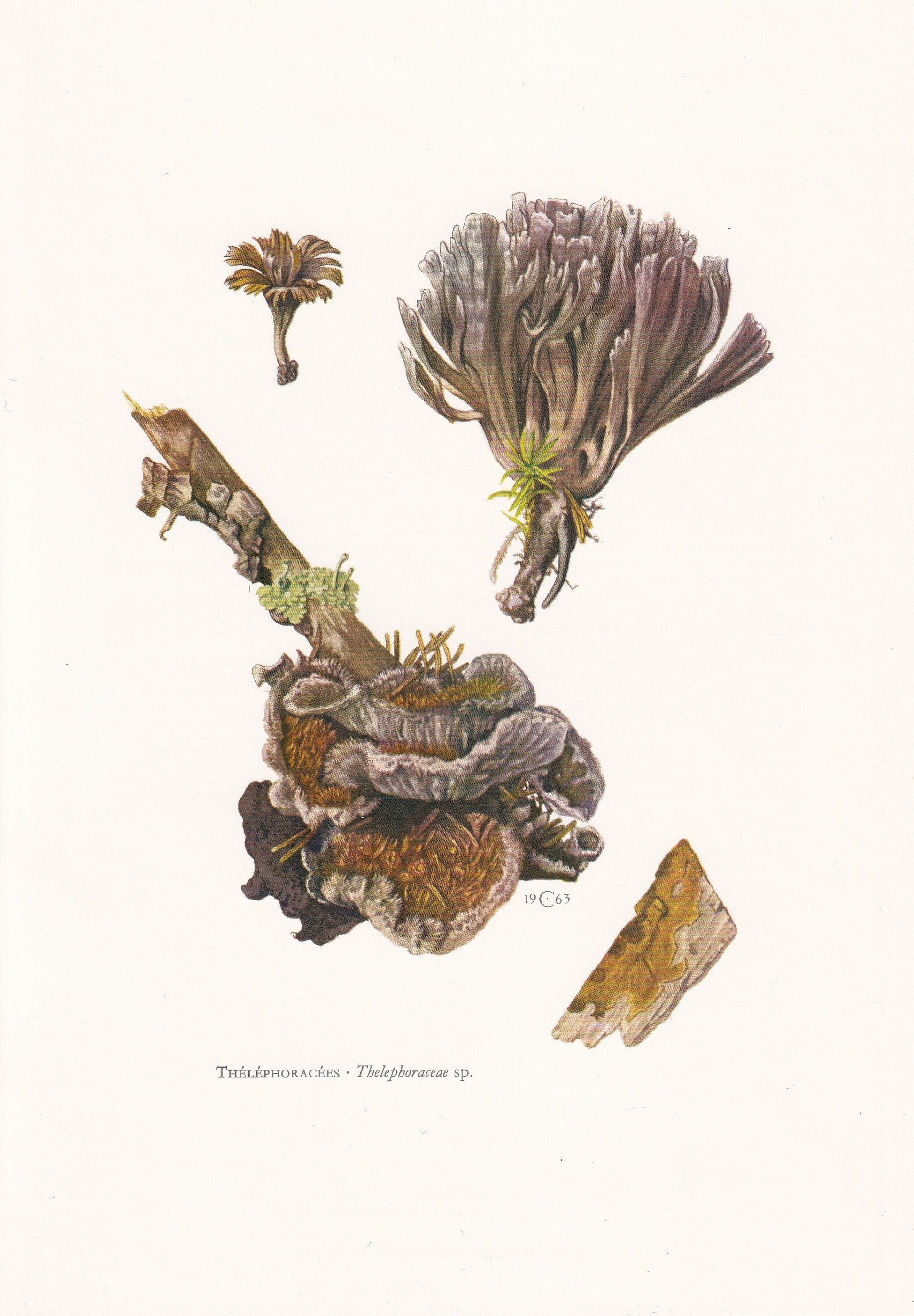 1960s EARTHFAN FUNGUS Print - Mushroom Wall Art - Fungi Illustration - Cottagecore - Mushroom Decor - 7.5 x 10.6 Inches