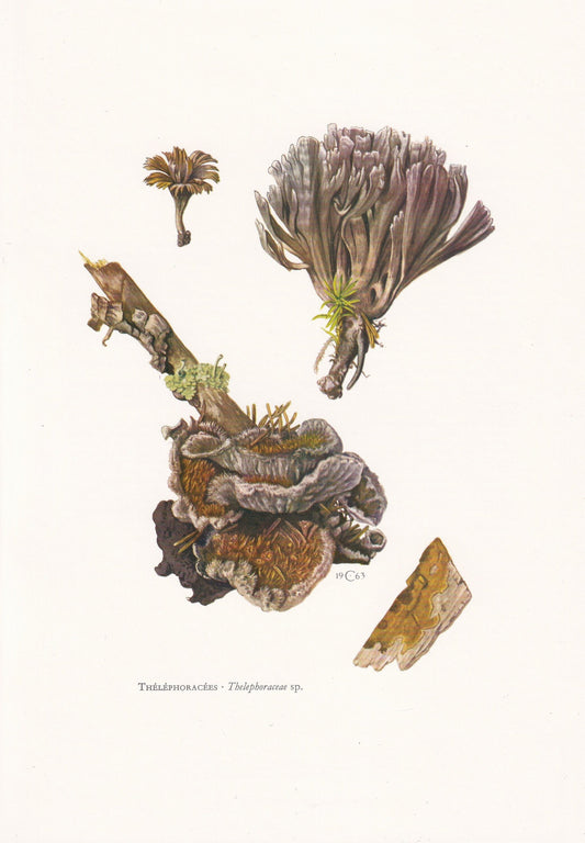 1960s EARTHFAN FUNGUS Print - Mushroom Wall Art - Fungi Illustration - Cottagecore - Mushroom Decor - 7.5 x 10.6 Inches