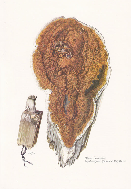 1960s DRY ROT FUNGUS Print - Serpula lacrymans - Fungi Illustration - Cottagecore - Mushroom Decor - 7.5 x 10.6 Inches
