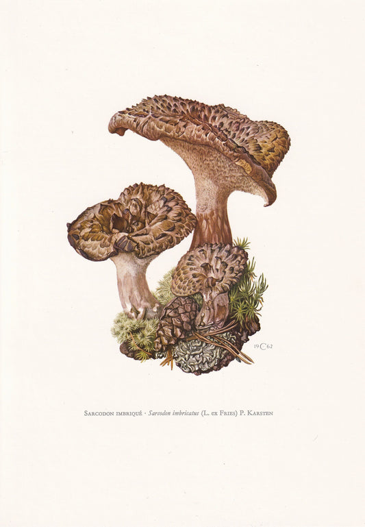 1960s SCALY TOOTH FUNGUS Print - Mushroom Wall Art - Fungi Illustration - Cottagecore - Mushroom Decor - 7.5 x 10.6 Inches