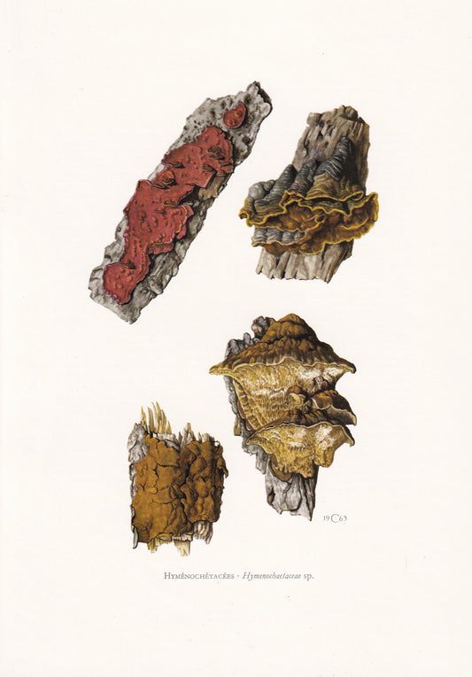 1960s HYMENOCHAETACEAE FUNGUS Print - Mushroom Wall Art - Fungi Illustration - Cottagecore - Mushroom Decor - 7.5 x 10.6 Inches