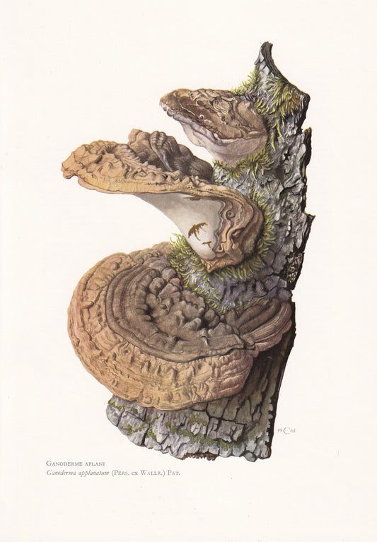 1960s ARTIST'S FUNGUS Print - Ganoderma applanatum - Fungi Illustration - Cottagecore - Mushroom Decor - 7.5 x 10.6 Inches
