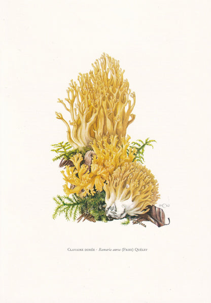 1960s GOLDEN CORAL MUSHROOM Print - Mushroom Wall Art - Ramaria aurea - Cottagecore - Mushroom Decor - 7.5 x 10.6 Inches