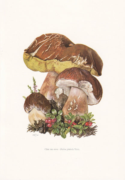 1960s PINE BOLETE MUSHROOM Print - Mushroom Wall Art - Cottagecore - Boletus pinophilus - Mushroom Decor - 7.5 x 10.6 Inches