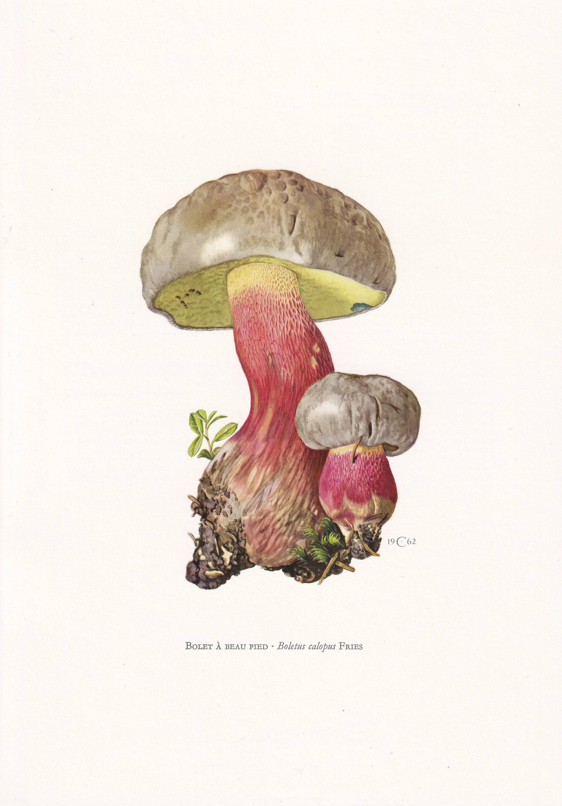 1960s BITTER BEECH BOLETE Mushroom Print - Mushroom Wall Art - Cottagecore - Boletus calopus - Mushroom Decor - 7.5 x 10.6 Inches