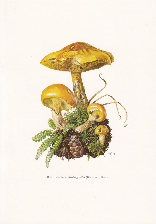 1960s LARCH BOLETE MUSHROOM Print - Mushroom Wall Art - Cottagecore - Suillus grevillei - Mushroom Decor - 7.5 x 10.6 Inches